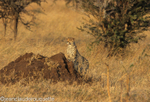 Cheetah at the moru kopjes