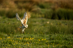 Barn Owl - Hollesley Marshes