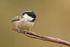 Coal Tit