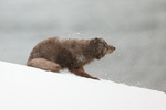 Arctic Fox snow shake (frame 1), Hornstrandir, Iceland