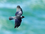 Jackdaw in flight along the cliffs at Durlston