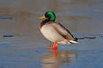 Mallard