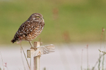 Burrowing Owl side profile, Cape Coral, Florida