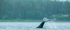 Juneau and Humpbacked Whales-96