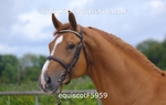 equiscotF5959