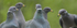Band-tailed Pigeons
