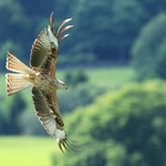 Red Kite