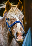 Spotted Pony-34