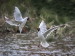 Black-Headed Gulls