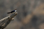 Wire-tailed Swallow