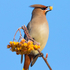 Waxwing