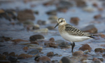 Little Stint, Chanonry point, Moray firth, Scotland