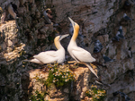 Gannet Society_1240636