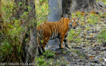 Tigress coming out of the forest after the rain