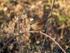 Dunnock