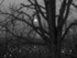 When the Fireflies Arrived