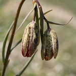 Mountain fritillary (Fritillaria montana ) 