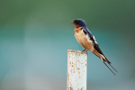 Barn Swallow (male) perched, Minnesota, USA