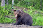 Brown Bear