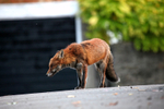 Urban red fox in Bristol car park_0857