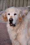 Gordon's Dog