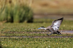 Puna Teal landing, Rio Putana, near Machuca, Chile