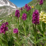 Elderflower Orchid (Dactylorhiza sambucina) 