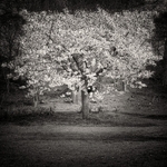 Blossom (square format)
