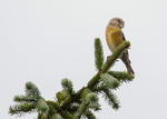 Crossbill 3
