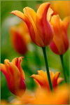 Tulipa 'Ballerina' 1