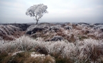 Beeley Moor Tree Frost 4