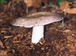 Blewit