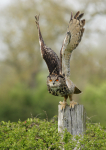 Eagle Owl