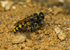 Mellinus arvensis (f)