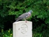 Woodpigeon