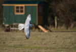 Gyr Falcon