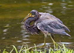 Tricolored Heron _0016