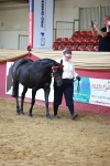 Class 903 - Sup Final - IH Pre Vet portfolio