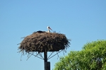 White Stork