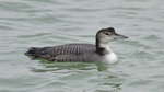 Great Northern Diver