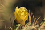 Prickly Pear Flower