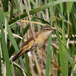 Great Reed Warbler (Acrocephalus arundinaceus)