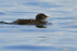 Common Loon chick swimming, Minnesota, USA