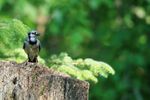 Blue Jay perched on stump, Minnesota, USA