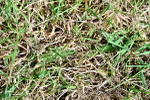 SBM_03633