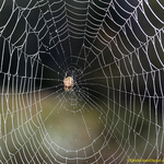 Araneus diadematus Web Maestra
