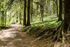A Walk in the Forest