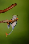 Hanging Red Eyed Tree Frog 