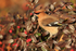 Waxwing feeding on berries at Bletchley