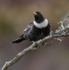 Male Ring Ouzel